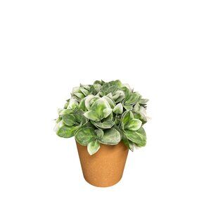 6.5 In. Artificial Potted Succulents In Terracotta-Like Pots With Green & White